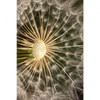 Led Wandbild Pusteblume No 11 Hochformat Motivvorschau