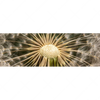 Led Wandbild Pusteblume No 11 Panorama Motivvorschau