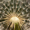 Led Wandbild Pusteblume No 11 Quadrat Motivvorschau