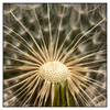 Led Wandbild Pusteblume No 11 Quadrat Produktvorschau Frontal