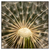 Led Wandbild Pusteblume No 11 Quadrat Produktvorschau Frontal