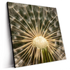Led Wandbild Pusteblume No 11 Quadrat Produktvorschau Seitlich