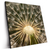 Led Wandbild Pusteblume No 11 Quadrat Produktvorschau Seitlich