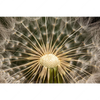 Led Wandbild Pusteblume No 11 Querformat Motivvorschau