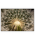 Led Wandbild Pusteblume No 11 Querformat Produktvorschau Frontal