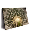 Led Wandbild Pusteblume No 11 Querformat Produktvorschau Seitlich