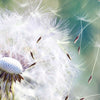 Led Wandbild Pusteblume No 3 Querformat Zoom