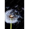Led Wandbild Pusteblume No 6 Hochformat Motivvorschau