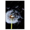 Led Wandbild Pusteblume No 6 Hochformat Produktvorschau Frontal