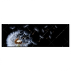 Led Wandbild Pusteblume No 6 Panorama Produktvorschau Frontal