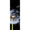 Led Wandbild Pusteblume No 6 Schmal Motivvorschau