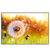 Led Wandbild Pusteblume No 8 Querformat Produktvorschau Frontal