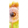 Led Wandbild Pusteblume No 8 Schmal Motivvorschau