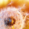 Led Wandbild Pusteblume No 8 Schmal Zoom