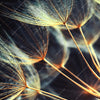 Led Wandbild Pusteblume No 9 Hochformat Zoom