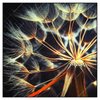 Led Wandbild Pusteblume No 9 Quadrat Produktvorschau Frontal