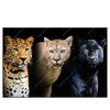 Led Wandbild Raubkatzen Querformat Produktvorschau Frontal