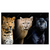 Led Wandbild Raubkatzen Querformat Produktvorschau Frontal