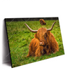 Led Wandbild Rind In Den Schottischen Highlands Querformat Produktvorschau Seitlich