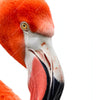 Led Wandbild Rosa Flamingo Hochformat Zoom