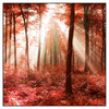 Led Wandbild Roter Herbstwald Quadrat Produktvorschau Frontal