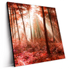 Led Wandbild Roter Herbstwald Quadrat Produktvorschau Seitlich