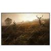 Led Wandbild Rothirsch Im Nebel Querformat Produktvorschau Frontal