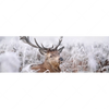 Led Wandbild Rothirsch Im Winter Panorama Motivvorschau