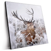 Led Wandbild Rothirsch Im Winter Quadrat Produktvorschau Seitlich