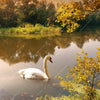 Led Wandbild Schwan Im Teich Querformat Zoom