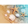 Led Wandbild Seesterne Muscheln Querformat Motivvorschau