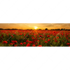 Led Wandbild Sommerlandschaft Mit Rotem Mohn Panorama Motivvorschau