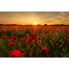 Led Wandbild Sommerlandschaft Mit Rotem Mohn Querformat Motivvorschau