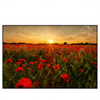 Led Wandbild Sommerlandschaft Mit Rotem Mohn Querformat Produktvorschau Frontal