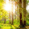 Led Wandbild Sonne Im Gruenen Wald Querformat Zoom