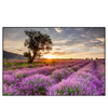 Led Wandbild Sonnenaufgang Im Lavendelfeld Querformat Produktvorschau Frontal