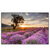 Led Wandbild Sonnenaufgang Im Lavendelfeld Querformat Produktvorschau Frontal