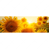 Led Wandbild Sonnenblumen Im Abendlicht Panorama Motivvorschau