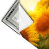 Led Wandbild Sonnenblumen Im Abendlicht Quadrat Materialvorschau