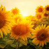 Led Wandbild Sonnenblumen Im Abendlicht Quadrat Motivvorschau