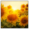 Led Wandbild Sonnenblumen Im Abendlicht Quadrat Produktvorschau Frontal