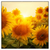 Led Wandbild Sonnenblumen Im Abendlicht Quadrat Produktvorschau Frontal