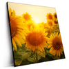 Led Wandbild Sonnenblumen Im Abendlicht Quadrat Produktvorschau Seitlich