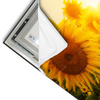 Led Wandbild Sonnenblumen Im Abendlicht Querformat Materialvorschau