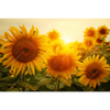 Led Wandbild Sonnenblumen Im Abendlicht Querformat Motivvorschau