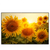 Led Wandbild Sonnenblumen Im Abendlicht Querformat Produktvorschau Frontal