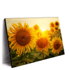 Led Wandbild Sonnenblumen Im Abendlicht Querformat Produktvorschau Seitlich