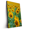 Led Wandbild Sonnenblumenfeld Hochformat Produktvorschau Seitlich