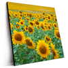 Led Wandbild Sonnenblumenfeld Quadrat Produktvorschau Seitlich