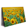 Led Wandbild Sonnenblumenfeld Querformat Produktvorschau Seitlich